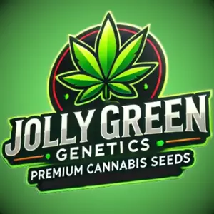 Big Bang feminised Seeds