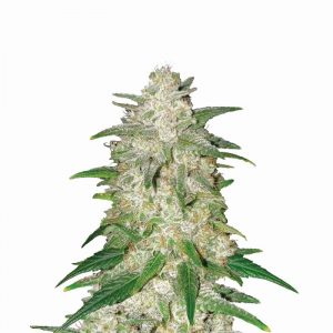 Gelato Auto Feminised Seeds