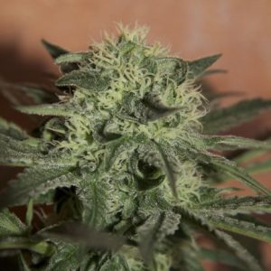 Lemon Skunk Auto Feminised Seeds - Bulk x 100