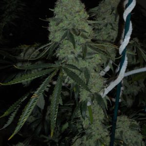Deadhead OG Feminised Seeds