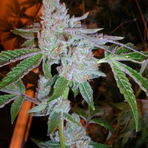 Tahoe OG Kush Feminised Seeds