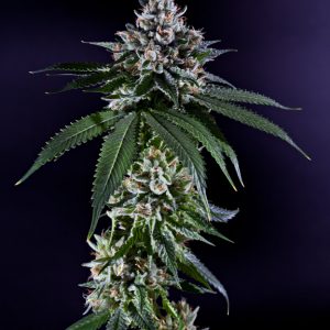 Ken's Kush Regular Seeds