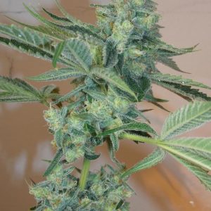 Girl Scout Cookies Feminised Seeds