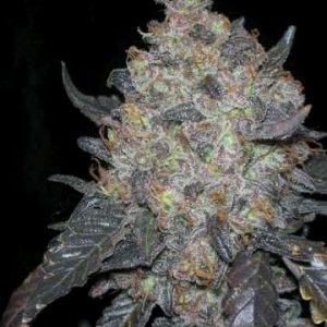 Black Water Feminised Seeds