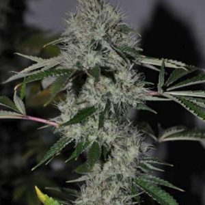 Chem 4 OG Feminised Seeds