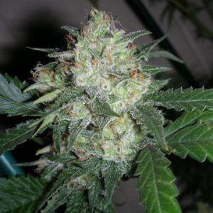 OGiesel Feminised Seeds
