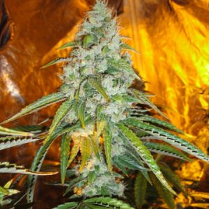 Original Sour Diesel Feminised Seeds