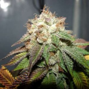 Pre98 Bubba BX2 Feminised Seeds