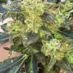 Boss Hogg Feminised Seeds