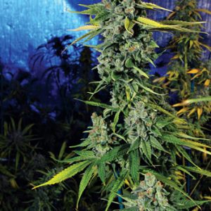 Blue Dream Haze Feminised Seeds