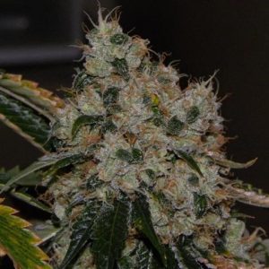 Chem 91 Feminised Seeds