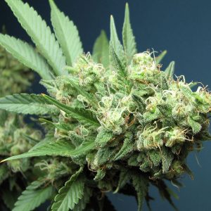 Green Crack Feminised Seeds