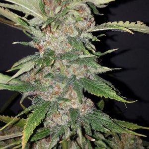 Purple Crack Feminised Seeds
