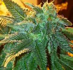 Alien OG Feminised Seeds