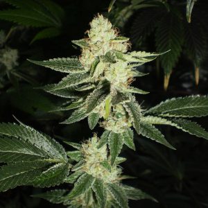 Louis XIII OG Feminised Seeds