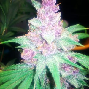Grape Kush Feminised Seeds