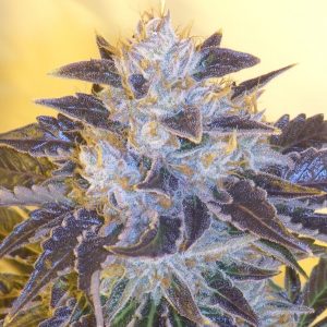 Grape OG Feminised Seeds