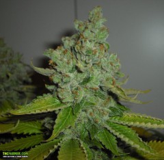 SFV OG Kush Feminised Seeds
