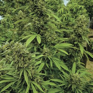 Chemdawg FeminisedBulk x 100