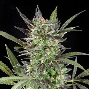 Blue Venom Feminised Seeds