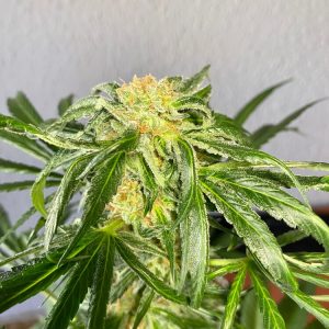 White Widow FAST Feminised Seeds - Bulk x 100