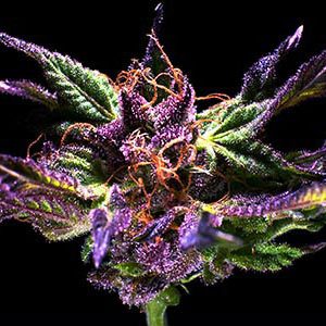 Ken's Original GDP (Grand Daddy Purple) Feminised Seeds