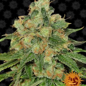 G13 Haze Regular Seeds