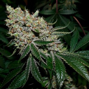 Blue Dream Feminised Seeds - Bulk x 100