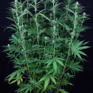 OG Kush Auto Feminised Seeds - Bulk x 100
