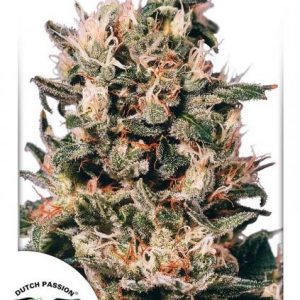 Hollands Hope Regular Seeds