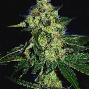 Sugar Mill Feminised Seeds (Gold Collection)