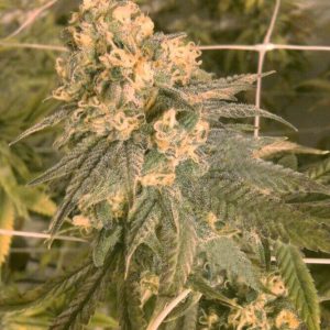 Mint Milano Feminised Seeds (Gold Collection)