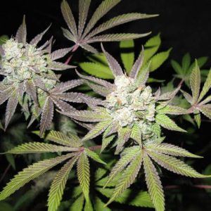 Tiramisu Feminised Seeds (Gold Collection)