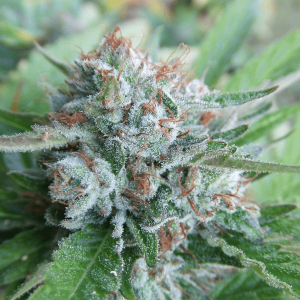 Bellini Feminised Seeds (Gold Collection)