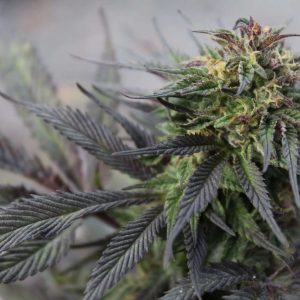 Girl Scout Cookies Feminized Seeds  - Bulk 100