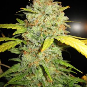 Diesel Auto Feminized Seeds  - Bulk 100