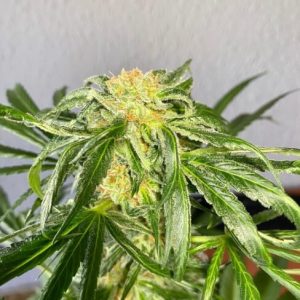 Jack Herer Auto Feminized Seeds  - Bulk 100
