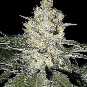 Moby Dick Feminized Seeds  - Bulk 100