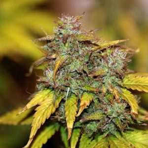 Tiger-One Kush CBD 1:1 Auto Feminized Seeds  - Bulk 100
