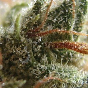 Gelato Auto Feminized Seeds  - Bulk 100