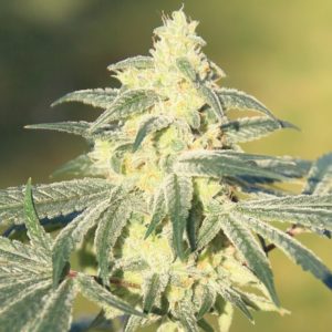Gorilla Glue #4 x GSC FAST Feminized Seeds  - Bulk 100