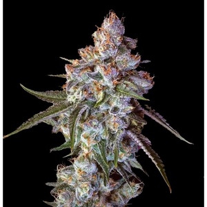 Cherry Pie Feminized Seeds  - Bulk 100