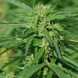 Tiger-One CBD 40:1 Feminized Seeds  - Bulk 100