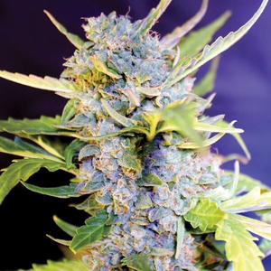 Fro-Yo Auto Feminised Seeds