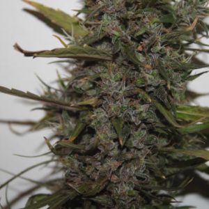 Green Crack Auto Feminized Seeds  - Bulk 100