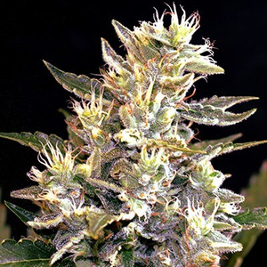 Sunset Vibes Auto Feminised Seeds