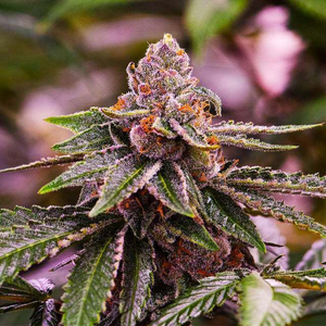 Girl Scout Cookies Auto Feminised Seeds