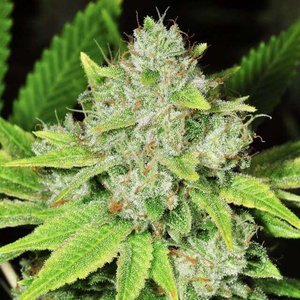Original Glue Feminised Seeds