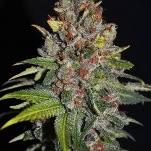 Tropical Punch Feminised Seeds