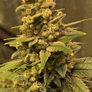 Gorilla Glue #4 FAST Feminized Seeds  - Bulk 100